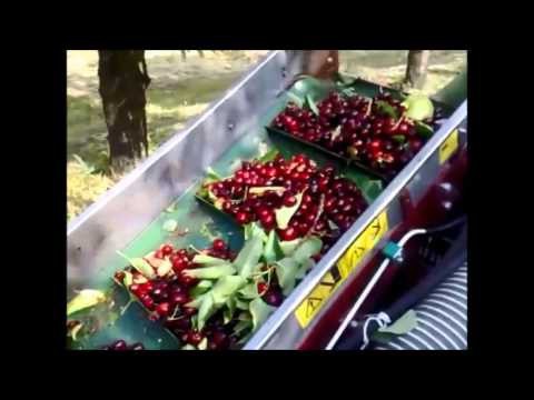  Сбор урожая черешни 