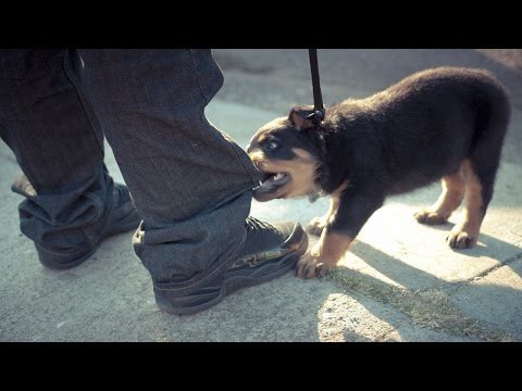 Суровые щенки