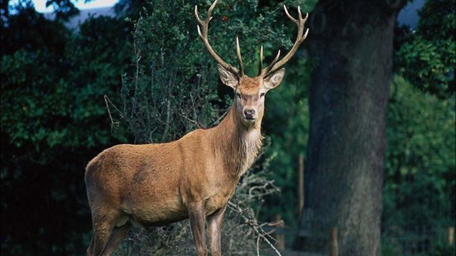 У оленя стальные нервы, а у охотника кривые руки