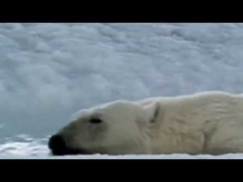 Жизнь полярного медведя