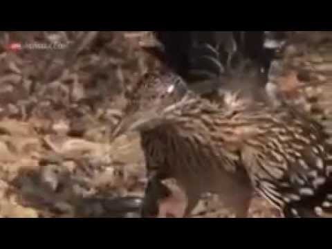  и на хищника убийца найдется!