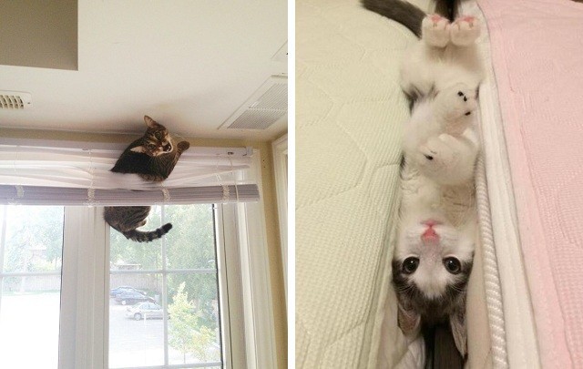 14 котов, которые не понимают, почему их фотографируют, а не спасают