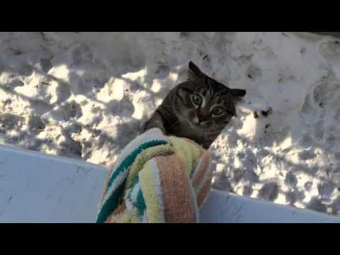 Кот дома
