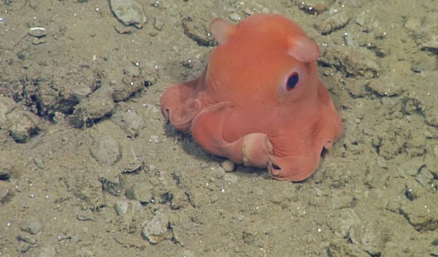 Ученые обнаружили настоящего «осьмиминога» на дне океана
