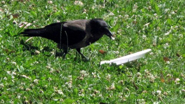 Я увидел, как эта ворона ела в парке, и обалдел от того, что она сделала