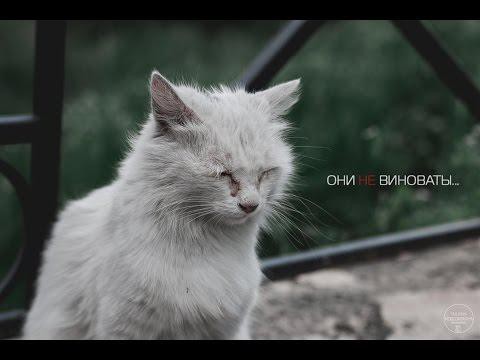 "Они не виноваты"