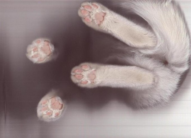 Сканирование кошки — вот то, ради чего действительно стоит жить