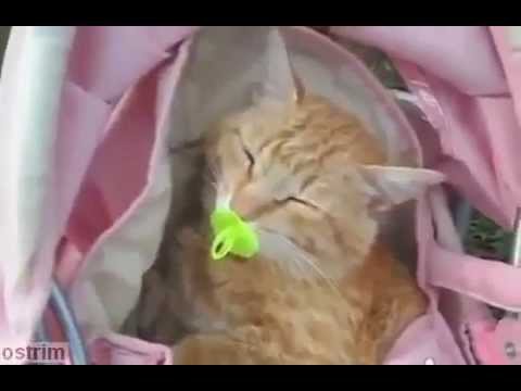 Рыжему не повезло с хозяевами