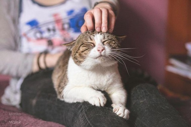 Я всё ещё кот