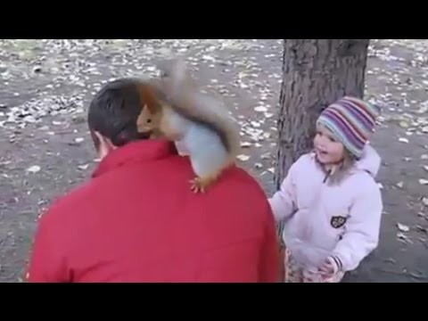 Бесстрашная белка запасается на зиму!
