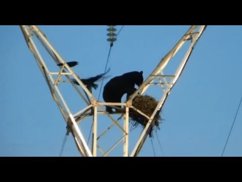 Рисковый медведь!