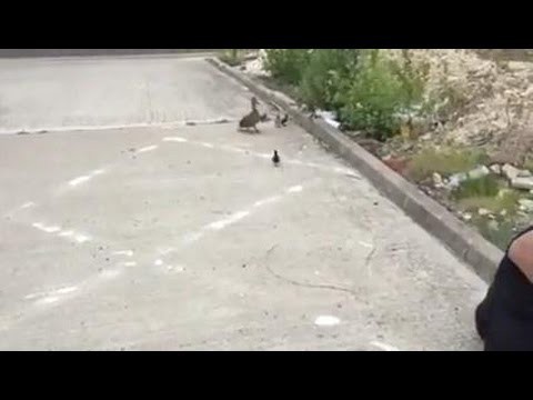 Спасение утят 