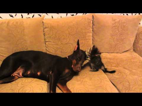 Злой котенок и доберман