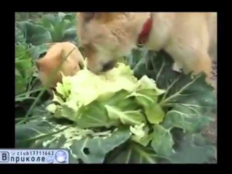 Новые вегетарианцы