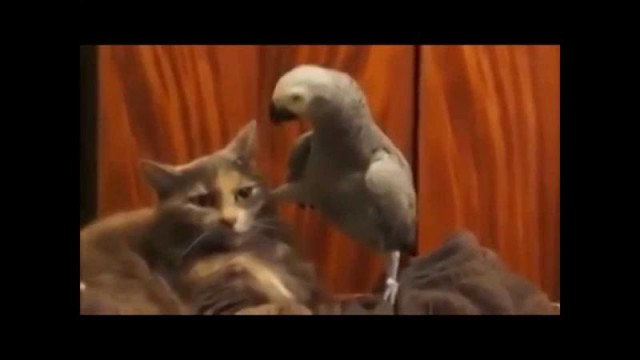  Попугай допрашивает кота