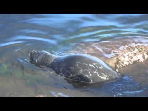 Детеныш балтийского тюленя 