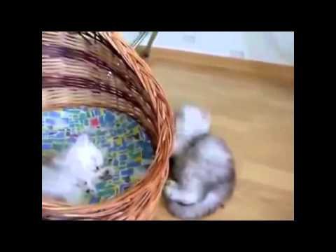 Милые котята