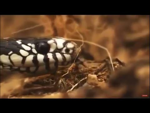 Гремучая змея и королевская змея, кто кого?