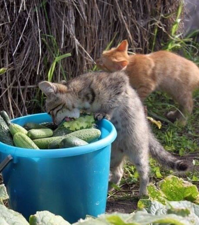 Пост любителям кошаков  