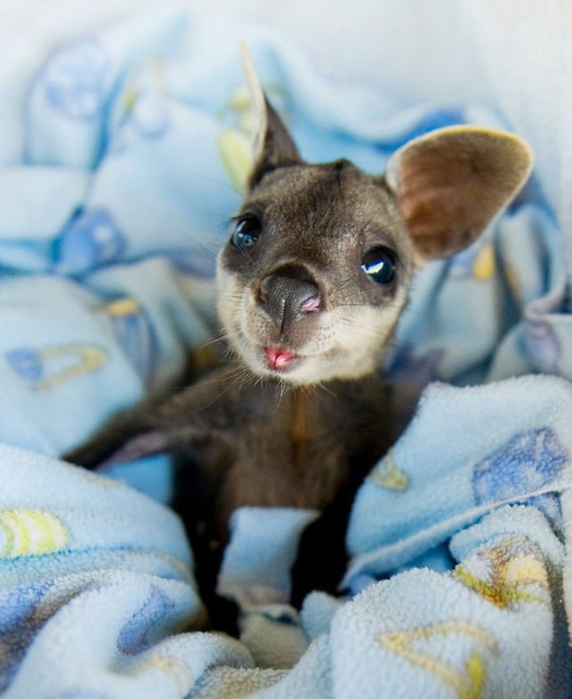 28 животных, которых вы вряд ли видели новорождёнными