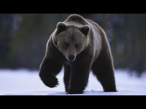 Дикие животные в гостях у рыбаков
