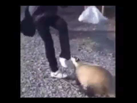 Грозный барсук!