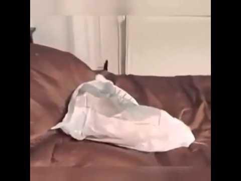 Нежданчик из мешка