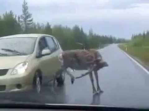 Олень на дороге