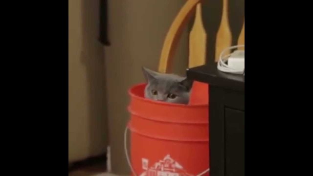 Кота застукали