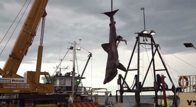 В Австралии случайно поймали редкую гигантскую акулу