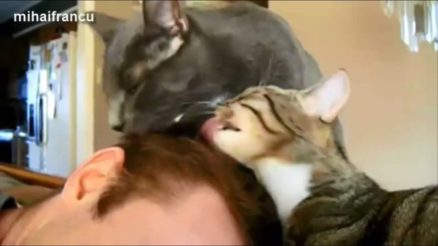 Душ из котов!