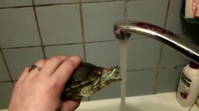 Охотничья черепаха Василий