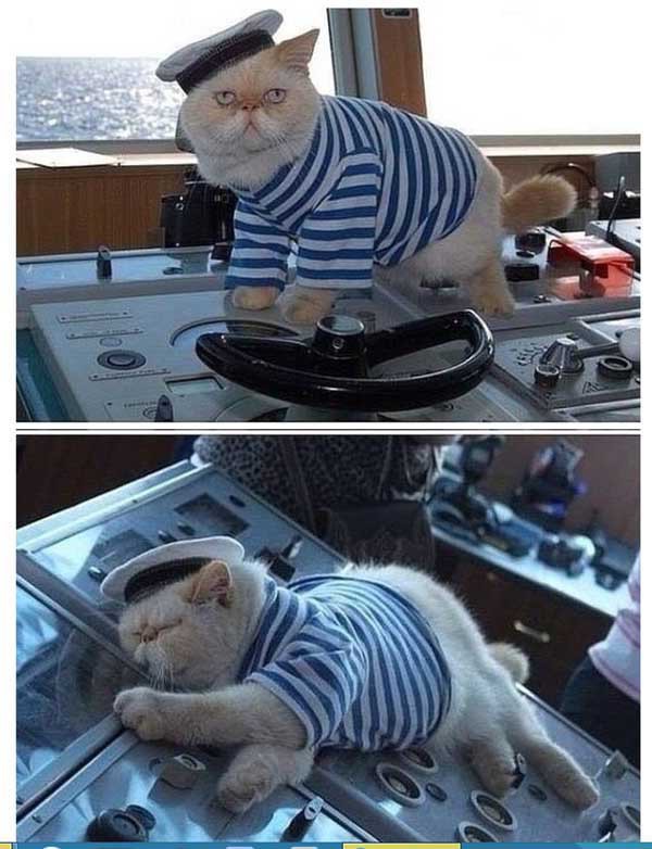 Кот мореход