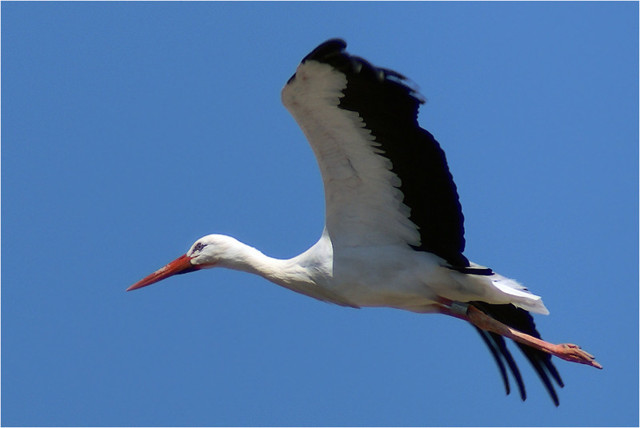 Аист на крыше дома 