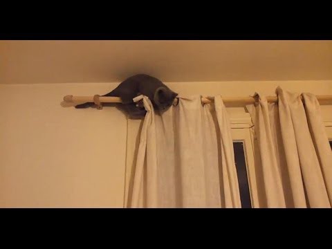 Кот альпинист