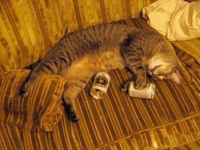 Похмели КОТЭ