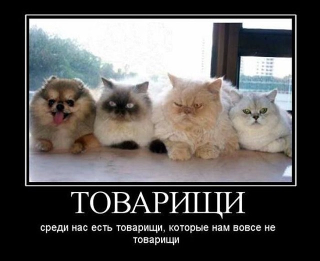 Пятничная подборка демотиваторов 