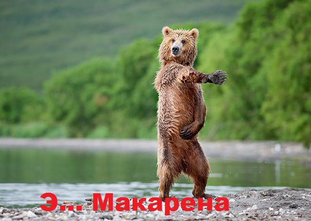 Медведь танцует МаКаРеНу !!!