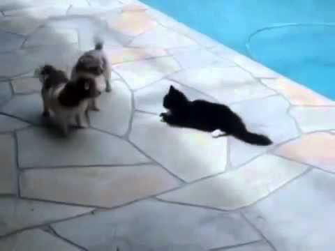 Не злите кота!
