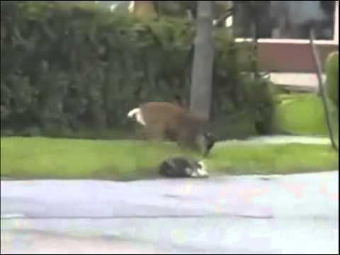 Приколы про животных