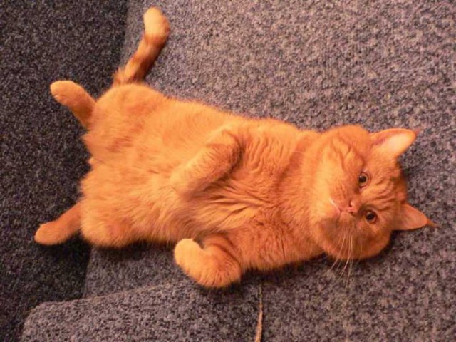 Наглый рыжий кот