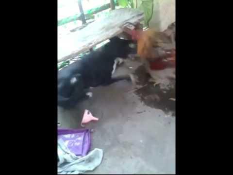  Петушара vs Собака 