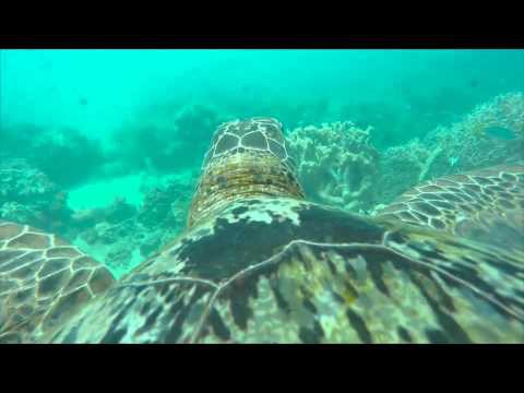 Морская черепаха провела экскурсию по дну