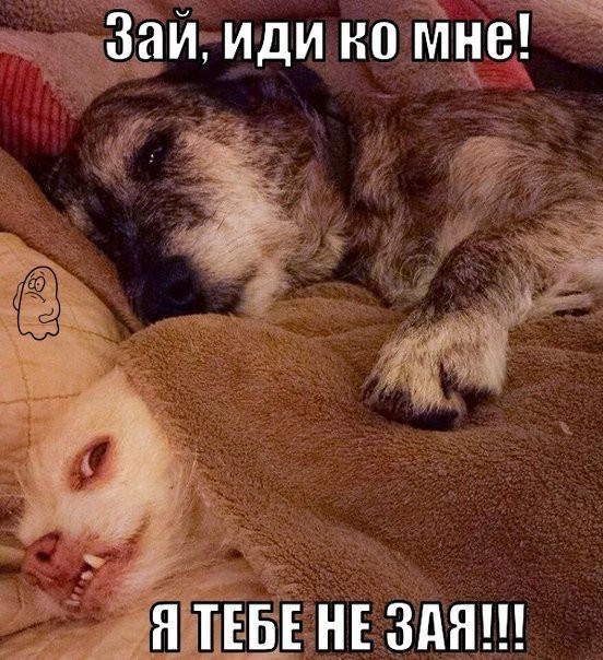 Анекдот