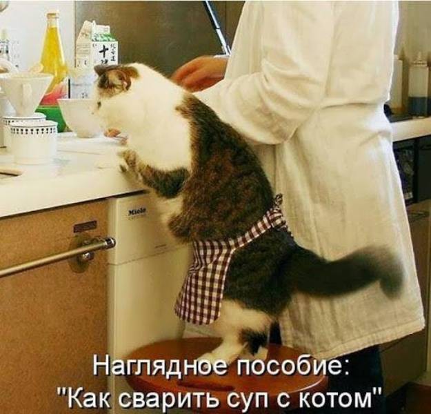 Как сварить суп с котом? 