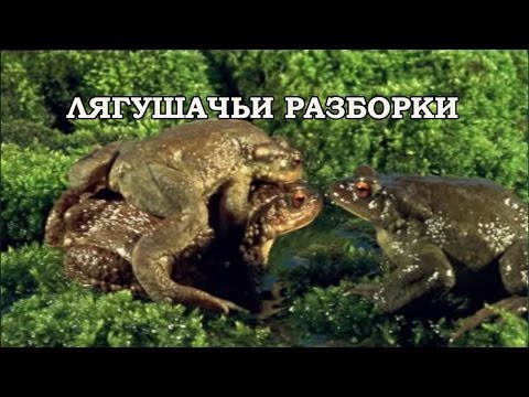 Лягушачьи разборки