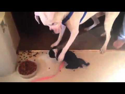 Маленький, зато какой грозный 