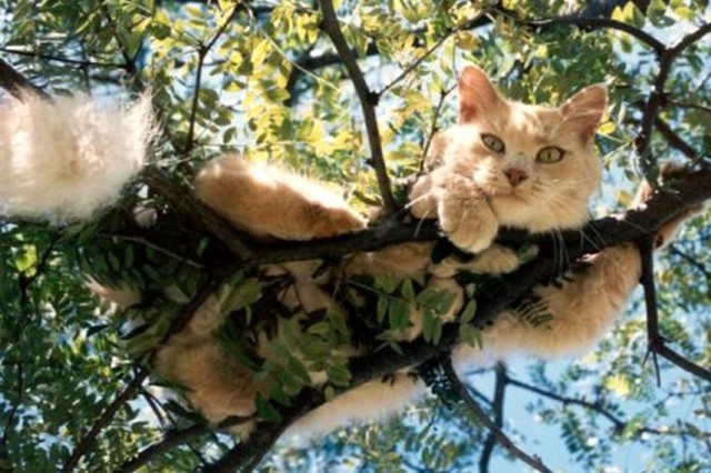 5 дней просидел на дереве обнинский кот. Вот такая "скорая" помощь