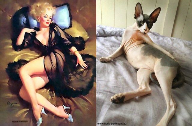 Игривый арт-проект "Cats That Look Like Pin Up Girls" от Рэйчел Эслетт
