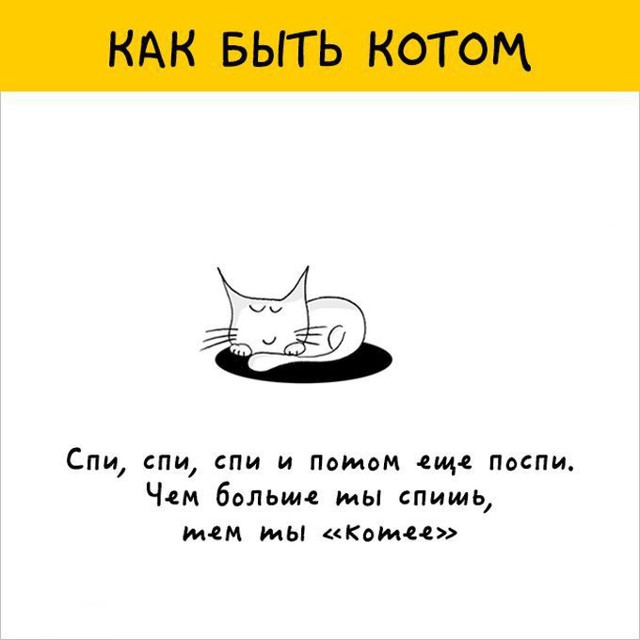 12 картинок с инструкциями о том, как быть котом